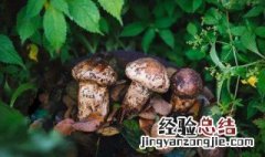 新鲜松茸如何保存? 新鲜松茸怎么保存?可以放多久?