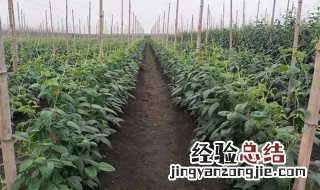 北方豆角什么时候种植 架豆角什么时候种植最适合北方