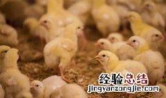 雏鸡的养殖方法和管理技术 雏鸡的养殖方法和管理技术视频