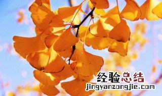 银杏叶在风水上代表什么 银杏叶有什么寓意