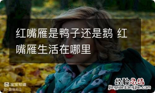 红嘴雁是鸭子还是鹅 红嘴雁生活在哪里