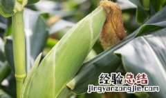 玉米棒芯是干垃圾还是湿垃圾 玉米棒芯是什么垃圾