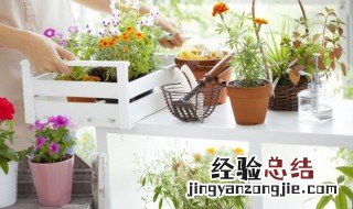 卧室放什么植物风水好的 卧室适合放什么植物风水好