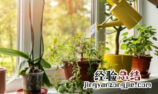 办公室放什么绿植风水好 办公室放什么绿植好,寓意好