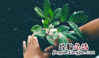 过年家里放什么花比较好 过年家里面放什么花好