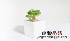 家居摆放什么植物对风水好 家居放什么植物旺财