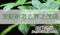 发财树如何培养 发财树怎样培养才会茂盛