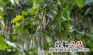 杨树上长的毛毛叫什么能吃吗 杨树长的毛毛条是什么东西?
