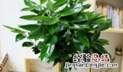 家里摆放什么植物风水好 家里摆放什么植物风水好呢