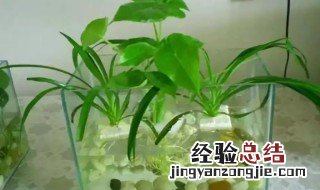 水培植物怎么栽种 水培盆栽的种植方法