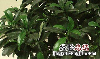 适合养在客厅的花 什么花适合摆在客厅又好养