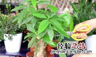 家里放什么花招财运好呢 家里放什么花招财运好