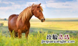 修马蹄马会不会疼 修马蹄马会疼吗
