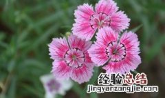 书房放什么植物风水好 书房放什么植物风水好点