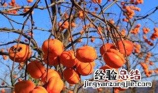 柿子怎么去涩 柿子去涩的方法