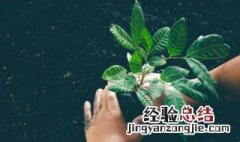 厕所摆放什么对风水好