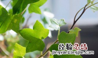 房间放什么花好? 房间放什么花好