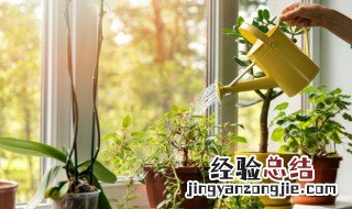 办公室放什么植物比较好? 办公室放什么植物比较好