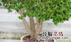 客厅财位放什么植物好 客厅财位放什么植物好呢