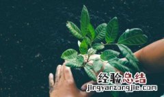 室内明财位放什么植物好 适合明财位摆放植物