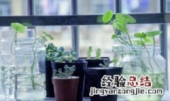 风水里卧室放什么植物最好 风水里卧室放什么植物最好呢