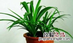 家里面种什么花好 适合家里养的五种植物介绍