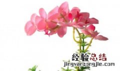 家里面种什么植物好 家里适合种植什么植物