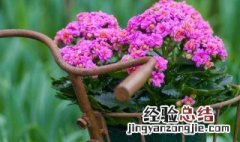 8月开什么花 8月有哪些花开