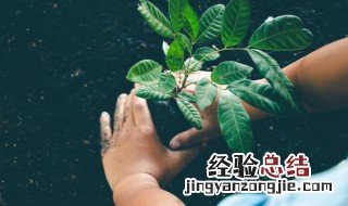 办公室办公桌摆放什么植物好 办公桌放什么植物最好