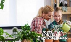 屏风放什么植物比较好 屏风放什么植物比较好养