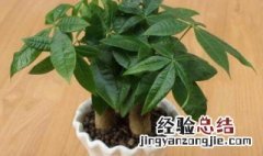 发财树怎样长得茂盛 发财树怎样长得茂盛快