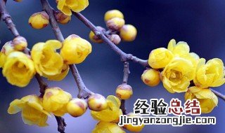 腊梅花如何插花瓶 买回腊梅怎么插花瓶