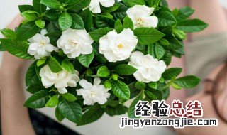 家里放什么花香味比较好闻 家里放什么花香味比较好