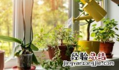 房间里放什么植物最好 房间里放什么植物寓意好