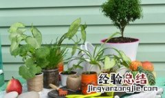 客厅放什么植物风水好 客厅放什么植物吉利