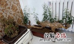 什么盆景放放家里寓意好 什么盆景适合放在房间里