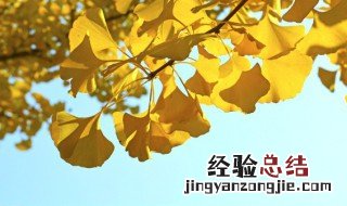 树废弃叶属于什么垃圾 树叶归哪类垃圾