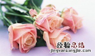 5朵香槟玫瑰花的寓意 香槟玫瑰几支的寓意