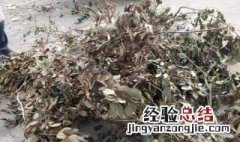 盆栽废弃枯树枝属于什么垃圾 枯叶树枝属于什么垃圾