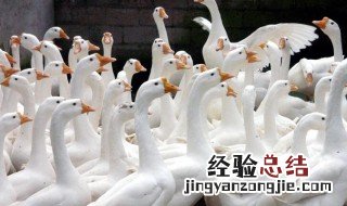 处理干净鹅毛的最佳办法 怎样把鹅毛处理干净