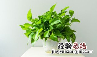 卫生间放什么植物好风水 卫生间放什么植物好