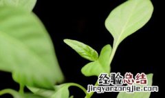 家里放什么绿植比较好 家里放什么绿植比较好养