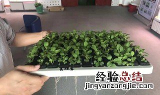 植物营养液怎么配置 植物营养液如何配置