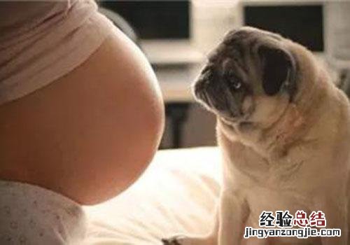 家里有孕妇可以养狗吗要注意哪些问题 家里有孕妇可以养狗吗