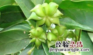 八角最佳种植方法是什么 八角最佳种植方法