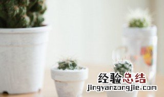 办公室一般摆放什么植物好 办公室摆放什么植物对风水比较好