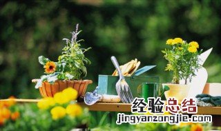 客厅财位摆放什么植物好风水 客厅财位摆放什么植物好