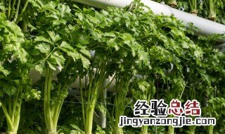 缅甸香菜种植方法 缅甸香菜叫什么名字