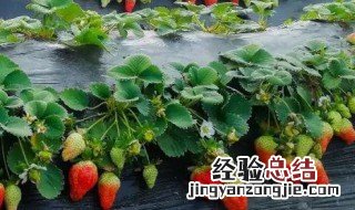 庭院草莓种植方法及注意事项 庭院草莓种植方法