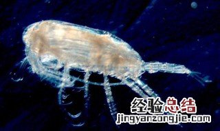 水蚤的正确养殖方法 水蚤的正确养殖方法是什么